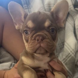 Penny - Tricolors female French Bulldog puppy in Fulton, Missouri from FamLee Frenchies