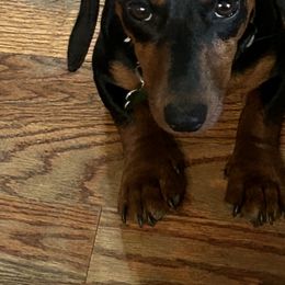 Raven - Dachshund