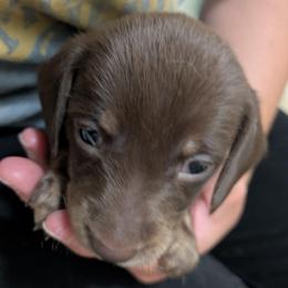 6 Chocolate - Cream female Dachshund puppy in Central Point, Oregon from MRS Long Dog Ranch