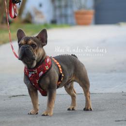Gator - Blue fawn male French Bulldog puppy in Loxahatchee, Florida from Blue Wonder Frenchies
