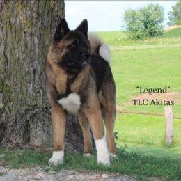 Legend - Akita