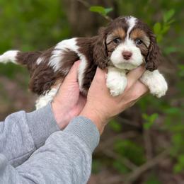 Stoogette - Tri-color female Cavapoo puppy in Coshocton, Ohio from Forever Family Puppies