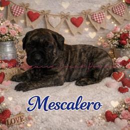 Mescalero - Tiger male Perro de Presa Canario puppy in Horizon, Texas from Mesquite Creek Kennels