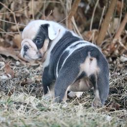 Jolly - Blue tri-color female Bulldog puppy in Zionsville, Indiana from Midwest Bulldogs