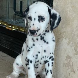 Male 1 - White and black male Dalmatian puppy in Lake Mathews, California from Bully Market