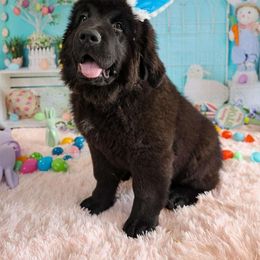Boy 3 - Black Newfoundland puppy in Brownstown, Michigan from Persephone's Fabled Tails