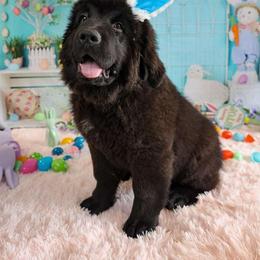 Boy 3 - Black Newfoundland puppy in Brownstown, Michigan from Persephone's Fabled Tails