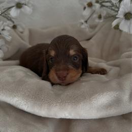 Dawsey - Black and tan male Dachshund puppy in San Diego, California from Enchanted little dachshunds