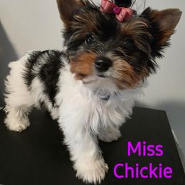 Miss Chickie - Black tan and white female Biewer Terrier puppy in Richwood, Ohio from Sweet Shoppe of Biewers and Biros
