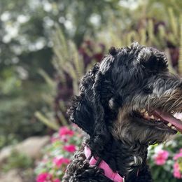 Vadamee - Bernedoodle