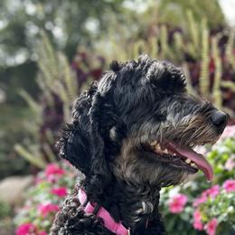 Vadamee - Bernedoodle