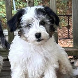 Chinese Cresteds from Brown's Chinese Crested