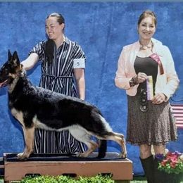 Cavalier King Charles Spaniels, Dachshunds, and German Shepherds from Saffron