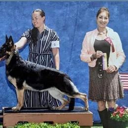 Cavalier King Charles Spaniels, Dachshunds, and German Shepherds from Saffron