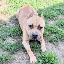 Bucky - Red male American Staffordshire Terrier puppy in Franklin County, Vermont from Explicit Amstaffs Of New England