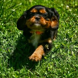 Lacey - Black and tan female Cavalier King Charles Spaniel puppy in Pennsylvania from Julie's Cavalier King Charles Spaniels
