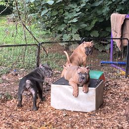 American Bully Puppies from Manuia Kennels