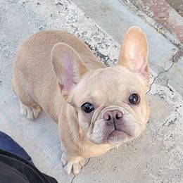 Perla - French Bulldog