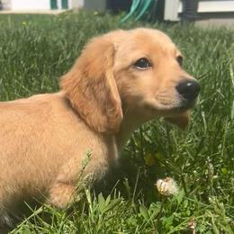Biscuit - Red male Dachshund puppy in Marseilles, Illinois from Zacha’s Doxie House