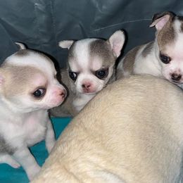Chihuahua Puppies from Sasha’s Elite Kennel LLC