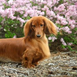 Dachshunds from Boombay