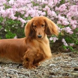 Dachshunds from Boombay
