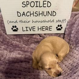 Hera Full AKC Female 3 - Cream female Dachshund puppy in Erie, Michigan from Champagne’s Grinch Toe’d Dachshunds