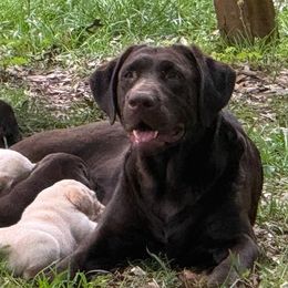 Labrador Retrievers from Clinton Etheridge