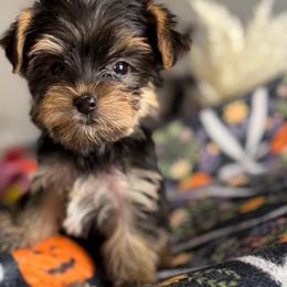 Louie - Black and gold male Yorkshire Terrier puppy in Palmdale, California from Pucci Pawfect