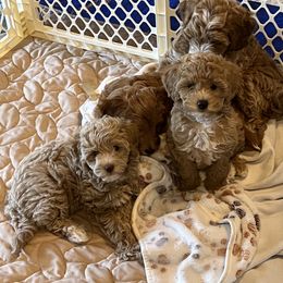 Goldendoodle All Grown Up from Scherrer Sweet Goldendoodles