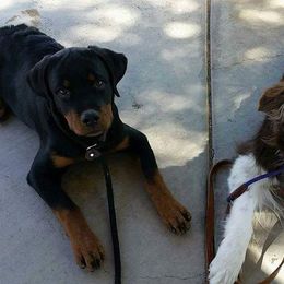 Rottweiler Puppies from Gottlïchen Rottweilers