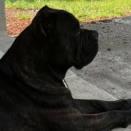 Freddie - Cane Corso