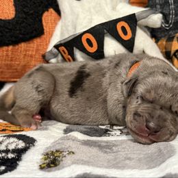 Igor - Merle male Great Dane puppy in Altoona, Alabama from Sovereignty Woods Great Danes