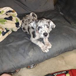 Great Dane Puppies from Morgan's North Alabama Danes