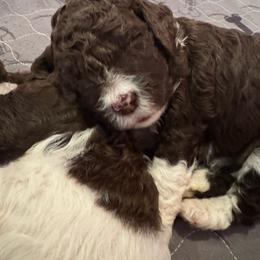 Alba - Brown female Lagotto Romagnolo puppy in Chehalis, Washington from Scarlet Oak Lagotti