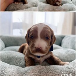 Blue Collar Puppy - Red male Australian Labradoodle puppy in Summerfield, North Carolina from Four Oaks Labradoodles