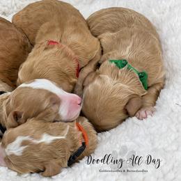 Bernedoodle and Goldendoodle Puppies from Doodling All Day Goldendoodles & Bernedoodles