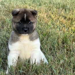 Girl 3 - Fawn female Akita puppy in Cuba, Missouri from Kamikaze Akitas