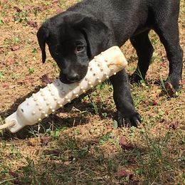 Labrador Retrievers from Blackland Retriever kennels