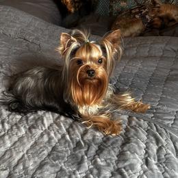 Ginger - Yorkshire Terrier