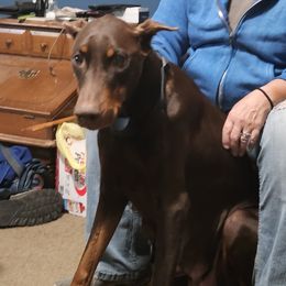 Ginger - Doberman Pinscher