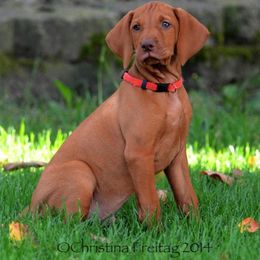 Vizsla Puppies from CMF Vizslas