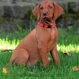 Vizsla Puppies from CMF Vizslas