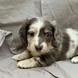 Dax - Dapple male Dachshund puppy in Vero Beach, Florida from Joseph’s Dachshunds