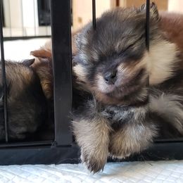 Pomeranian Puppies from Chosen Road Keep Pomeranians