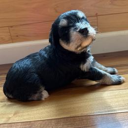 Chandler Duke Williams - Black and silver male Miniature Schnauzer puppy in Auburn, Georgia from Very Special Mini Schnauzers