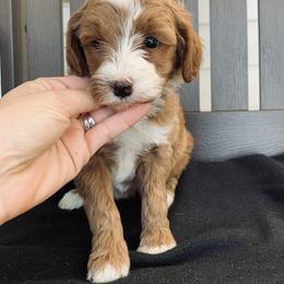 Goldendoodle Puppies from Martin’s Doodles