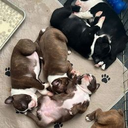 Boston Terrier Puppies from Drew Simmons