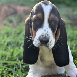 Eleanor (Orange) - Black white and brown female Basset Hound puppy in Lebanon, Ohio from Golden Acres Dachshunds and Bassets