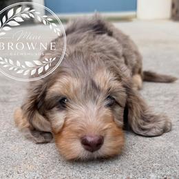Milo - Dapple male Dachshund puppy in Edmond, Oklahoma from Mini Browne Dachshunds